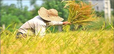 20 هزار میلیارد ریال برای زهکشی اراضی کشاورزی برای کشت برنج