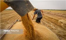 آخرین آمار خرید خوشه‌های طلایی در خوزستان/ بیش از یک میلیون و 520 هزار تن