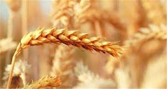 خرید تاکنون 400 هزار تن گندم از کشاورزان خوزستانی