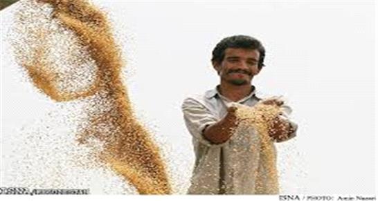 درخواست سرپرست جهادکشاورزی خوزستان از رئیس‌جمهور برای پرداخت مطالبات گندمکاران