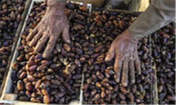 طلب نخلداران خوزستانی تسویه شد