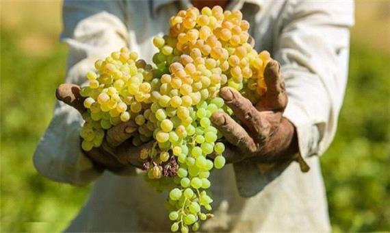 برداشت بیش از 180 هزارتن انگور از باغات آذربایجان‌غربی