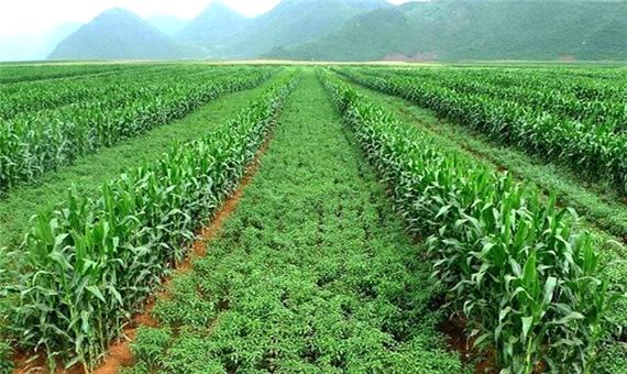 انعقاد 200 هزار هکتار کشت قراردادی در خوزستان