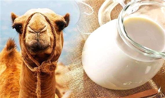 تولید حدود 200 تن گوشت شتر در خوزستان