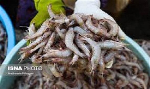 آموزش مهارت پرورش میگو به سربازان وظیفه خرمشهری