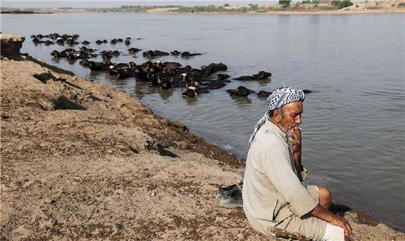 سقط جنین گاومیش‌ها به دلیل آلودگی آب در حمیدیه