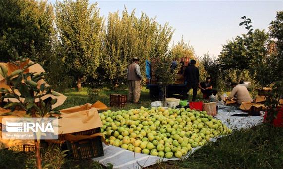 سالانه 6.6 میلیون تن محصولات کشاورزی در آذربایجان‌غربی تولید می‌شود