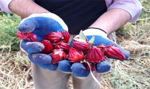 چای ترش، دلبری سرخ رنگ که کشاورزان را دل خون کرد/ امسال سازِ کشاورزی در خوزستان کوک نیست