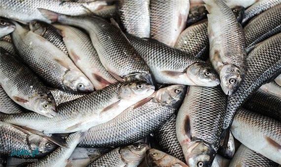 33 درصد تولید ماهیان گرمابی کشور به خوزستان اختصاص دارد