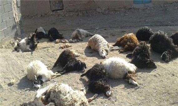 تلف شدن 50 راس گوسفند بر اثر سیلاب در شوشتر