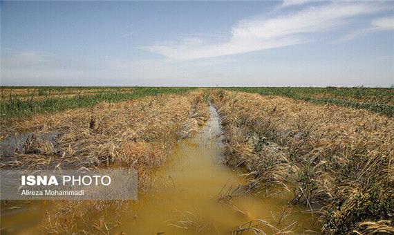 خسارت 15 میلیارد ریالی بارندگی‌ها به بخش کشاورزی گتوند