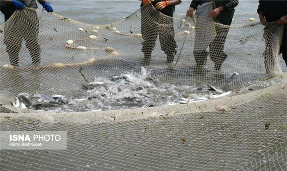 کمبود اعتبار برای تکمیل پروژه‌های شیلات/ برگزاری دومین مزایده پرورش ماهی در قفس