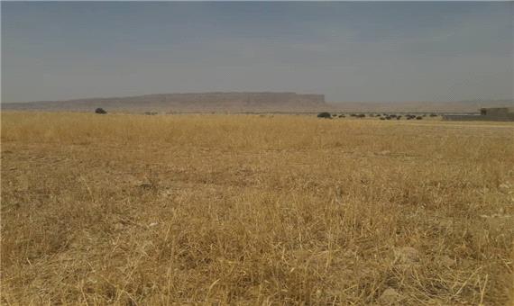 خشکسالی به 95 درصد مزارع دیم شوشتر خسارت وارد کرد