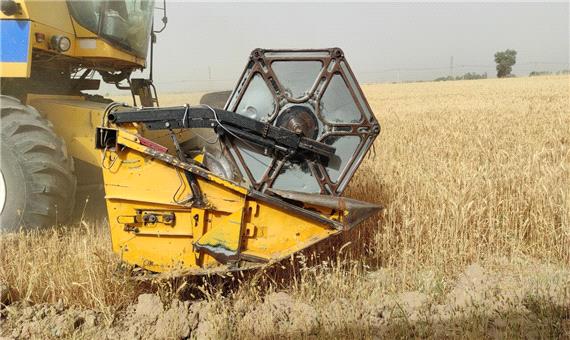 برداشت گندم در اراضی شرکت توسعه نیشکر خوزستان آغاز شد
