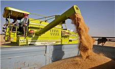 398 تن گندم از کشاورزان آبادانی خریداری شد