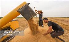 خریداری 27 هزار تن گندم از کشاورزان امیدیه