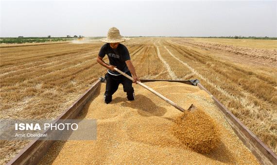 افزایش بیش از 15 هزار تنی خرید گندم در رامشیر