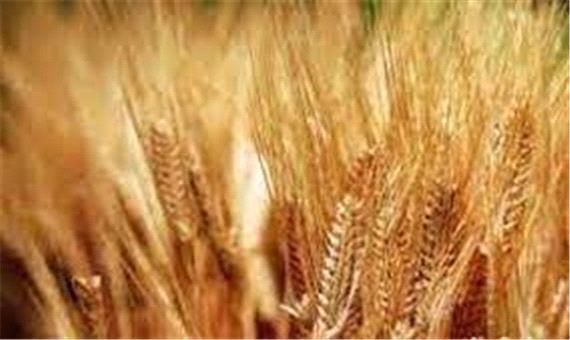 خرید بیش از 800 تن گندم بذری در خوزستان