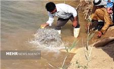 یک میلیون قطعه ماهی در دریاچه سد تنظیمی حمیدیه رهاسازی شد