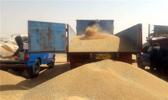 تولید گندم در خوزستان به یک میلیون و 650هزار تن رسید