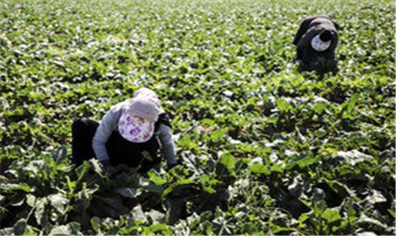 پیش‌بینی برداشت 10 هزار تن محصول تابستانه در خرمشهر