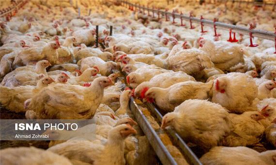 20 میلیون قطعه به ظرفیت مرغداری‌های خوزستان افزوده می‌شود