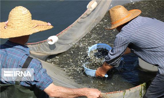 هفت میلیون بچه ماهی در رودخانه‌های خوزستان رهاسازی شد