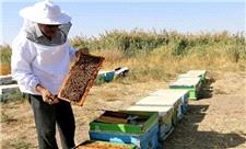 تولید عسل در خرمشهر