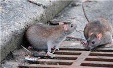 استفاده از سم‌های جدید برای کشتن موش‌های خطرناک / آیا جمعیت این جانور موذی در تهران کم شده است؟