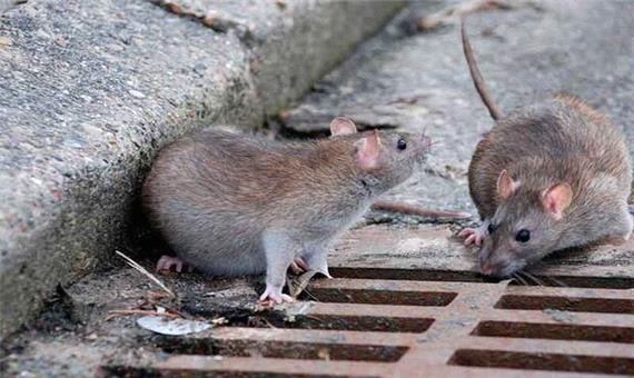 استفاده از سم‌های جدید برای کشتن موش‌های خطرناک / آیا جمعیت این جانور موذی در تهران کم شده است؟