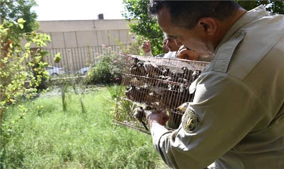 کشف یک‌هزار بلبل خرما از متخلفان شکار در خوزستان