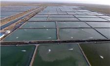 رشد 63 درصدی تولید میگو در مزارع پرورشی خوزستان