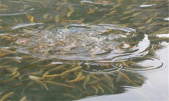 رهاسازی حدود 8 میلیون بچه ماهی در منابع آبی خوزستان