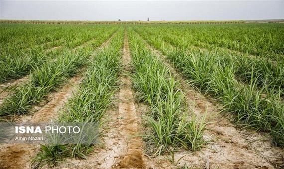 کشت چهار محصول اساسی در مزارع نیشکری خوزستان
