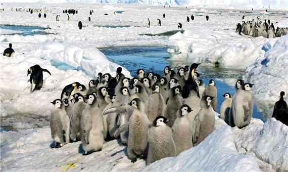 کُلنی جدیدی از پنگوئن‌های امپراتور با استفاده از تصاویر ماهواره‌ای در قطب جنوب کشف شد