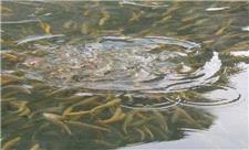 رهاسازی 2 میلیون و 550 هزار قطعه بچه ماهی در تالاب شادگان