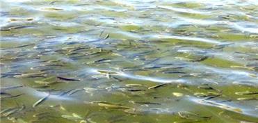 رهاسازی یک میلیون و 200 هزار بچه ماهی در منابع آبی شوش و کرخه