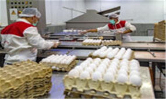 صادرات 55 هزار تن تخم‌مرغ به ارزش 100 میلیون دلار در سال گذشته
