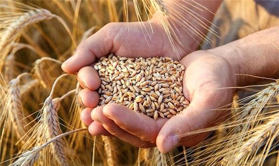 خرید بیش از 100 هزار تن گندم در شهرستان کرخه
