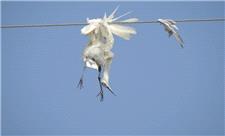 مرگ دردناک پرندگان هورالعظیم در برخورد با کابل‌های برق/ شکایت محیط زیست از شرکت نفتی