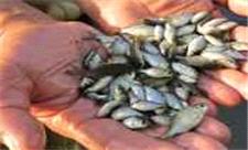 خوزستان رتبه دوم رهاسازی بچه ماهی در منابع آبی کشور