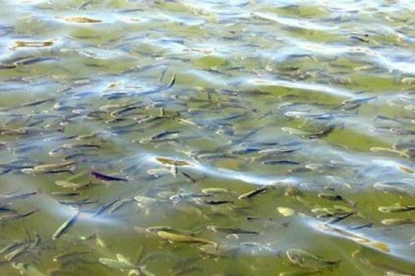 رهاسازی یک میلیون و 200 هزار بچه ماهی در منابع آبی شوش و کرخه
