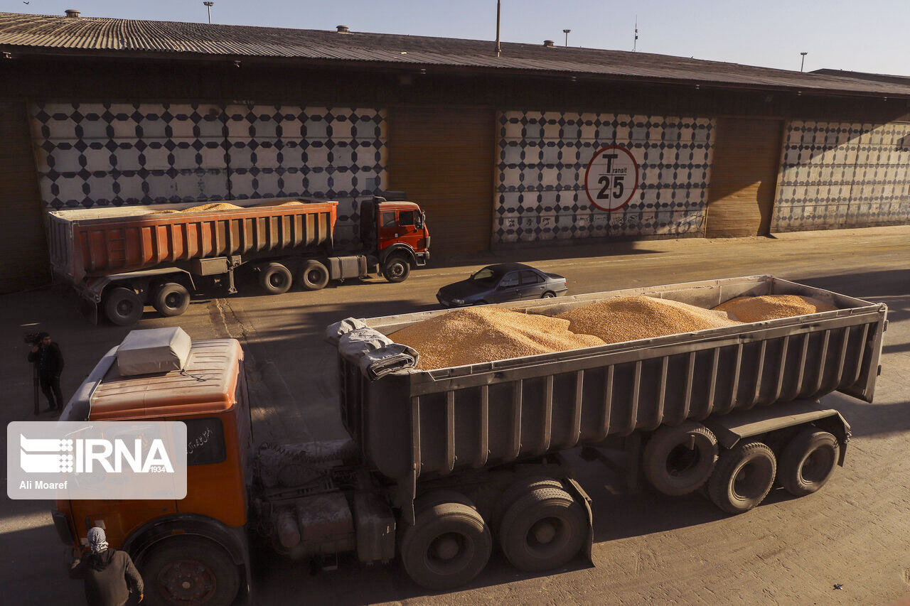 عملیات حمل گندم تولیدی خوزستان به استان‌های نیازمند شروع شد