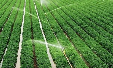 رهاسازی آب برای نجات نخیلات خوزستان / بازنگری الگوی کشت پاییزه