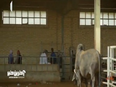 شازده تشریف آوردن؛ گاو و رام کرد!