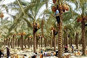 آغاز رهاسازی آب رودخانه های دز و کارون برای نجات نخیلات و بهبود کیفیت آب شرب