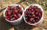 چای ترش یکی از کشت‌های جایگزین در شهرستان کارون