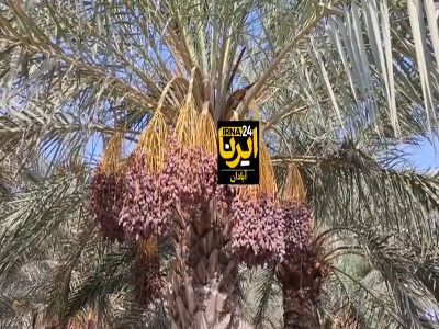 برداشت خرما از نخلستان‌های آبادان