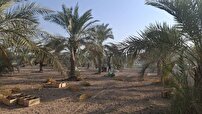 پیش بینی برداشت ۳۰ هزار تن خرما از کارون