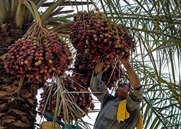 خوزستان تولید کننده ۲۳ درصد خرمای کشور
